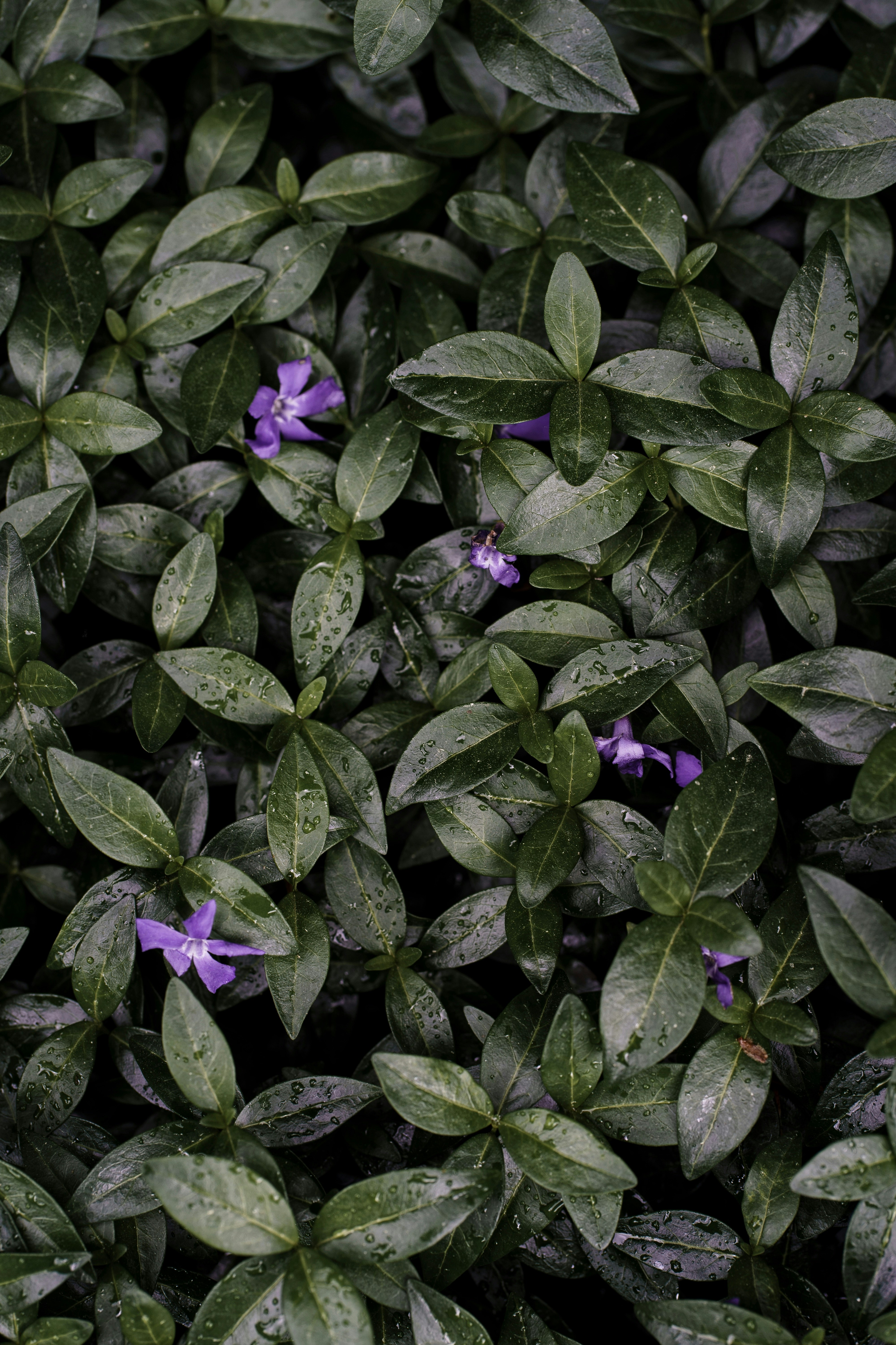 purple flower with green leaves